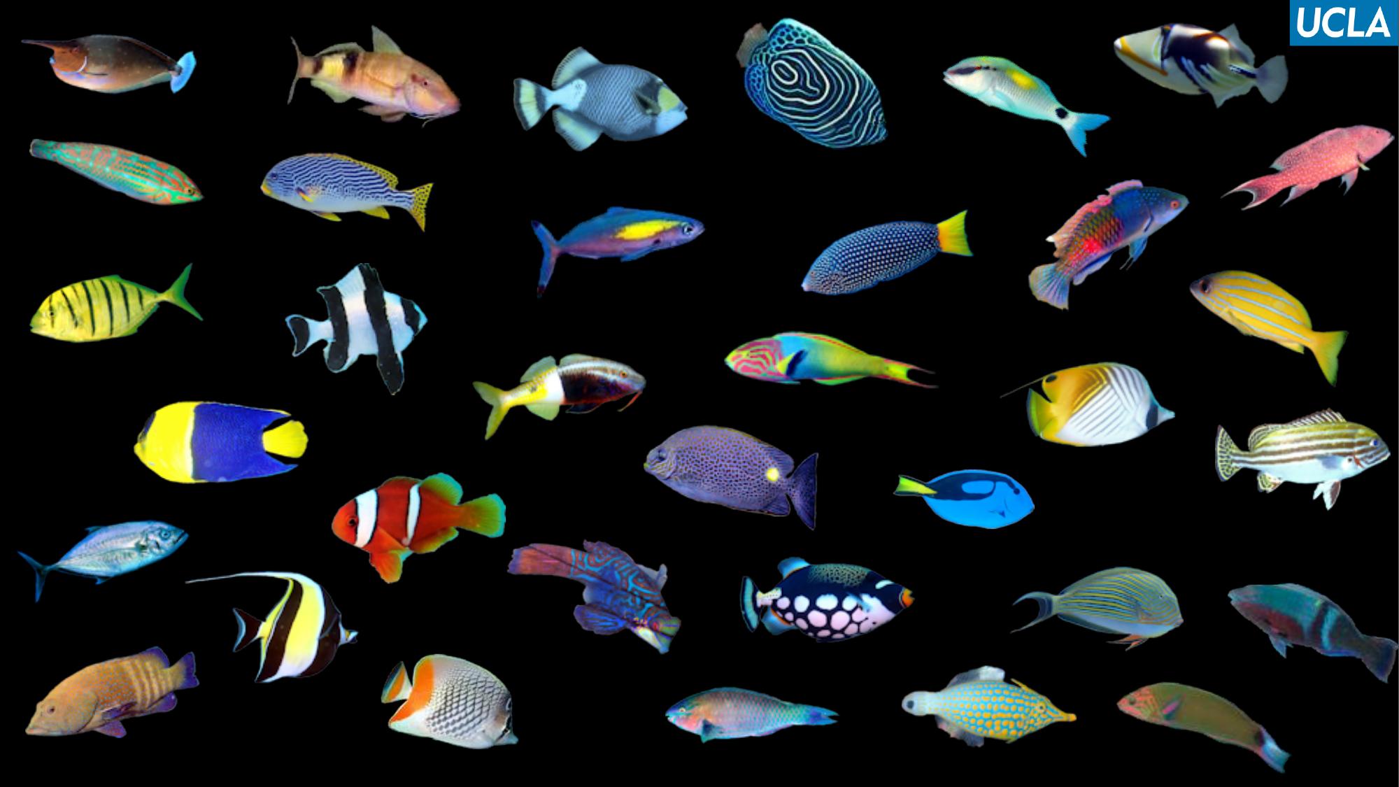 Diversity of colorful coral reef fish species