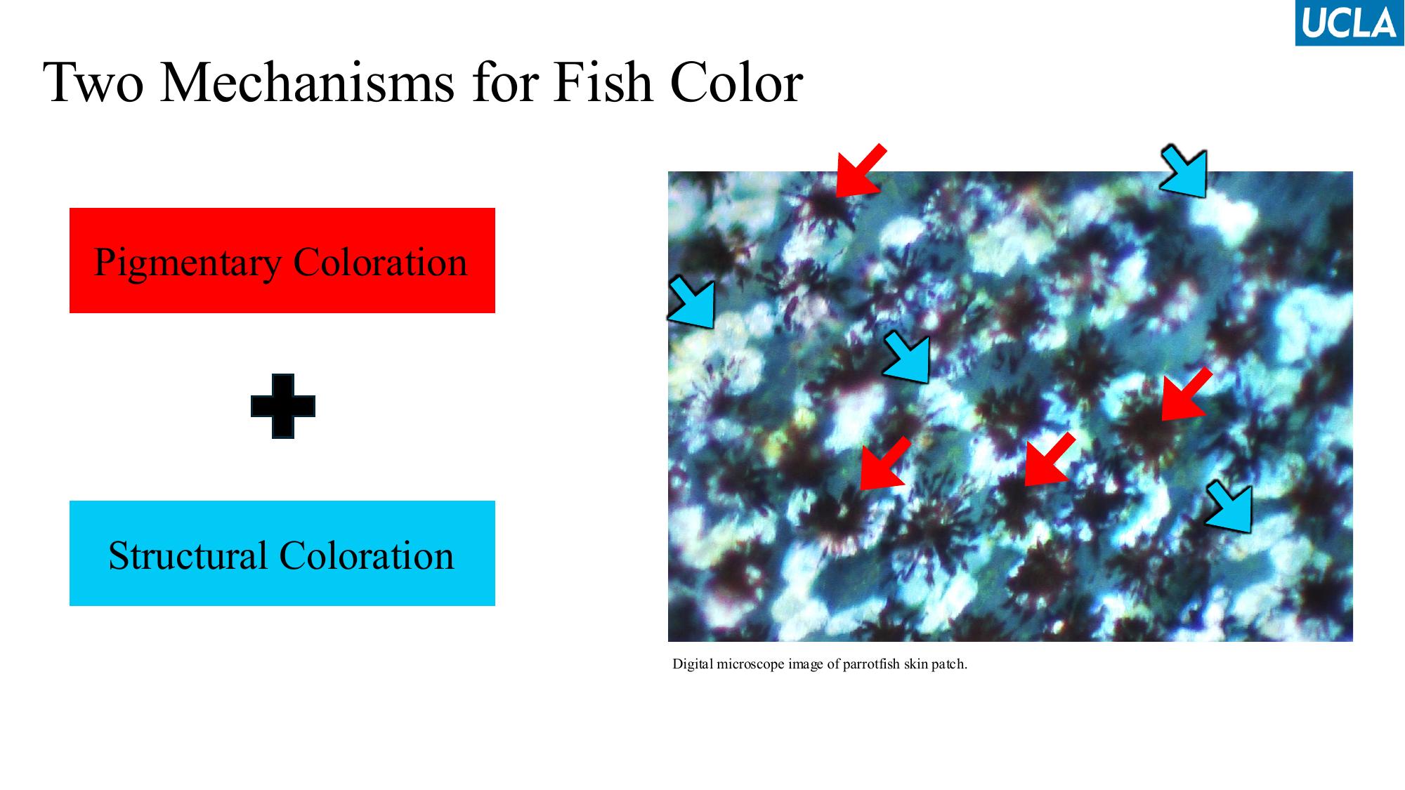 Digital microscope image of parrotfish skin showing pigmented and structural color cells