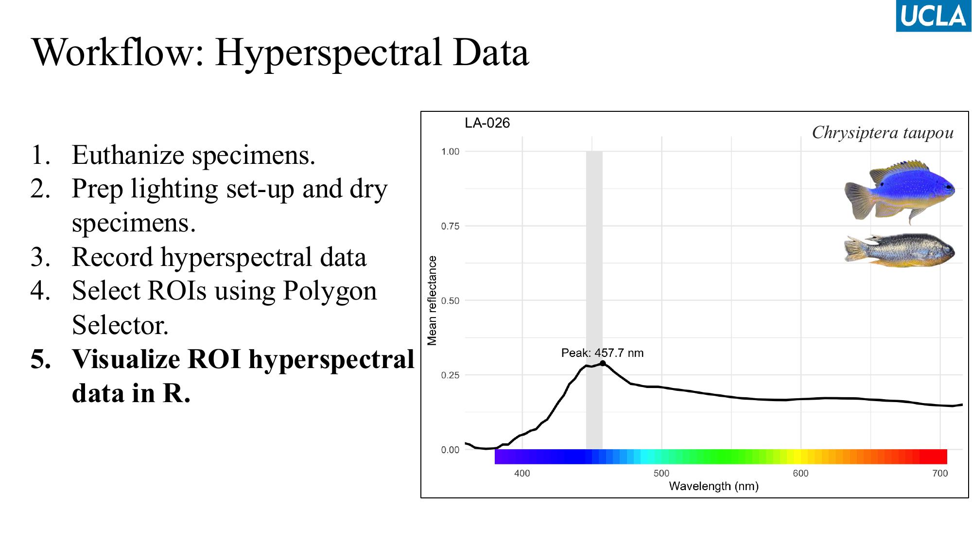 Reflectance spectrum graph of Chrysiptera taupou blue damselfish