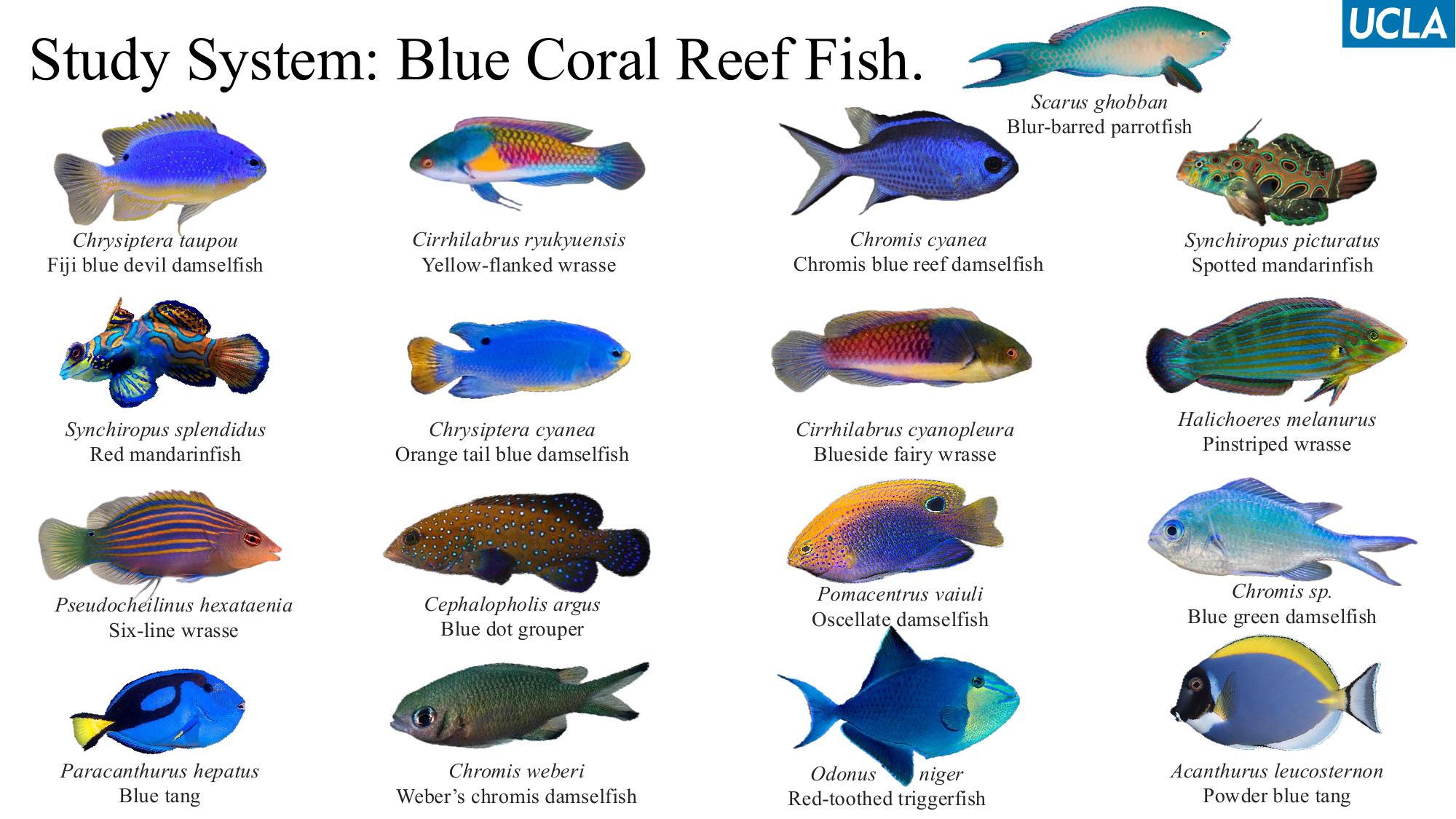 Blue coral reef fish study system with labeled species